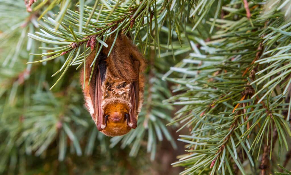 Eastern Red Bat (Lasiurus borealis) - flying terror in South Dakota