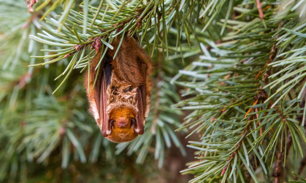 Eastern Red Bat (Lasiurus borealis) 