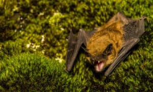 The Top 5 Largest Bats in the United States (And Where You Might Encounter Them) Picture