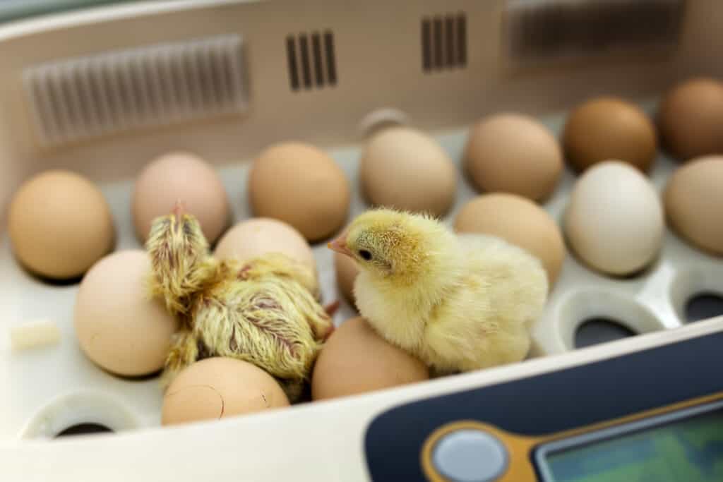 Two Chicks and Eggs in an Incubator