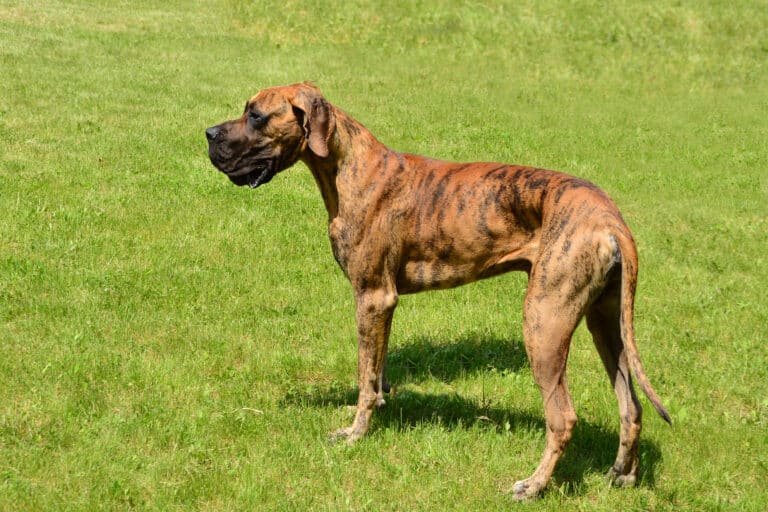 Brindle Great Dane standing on a lawn