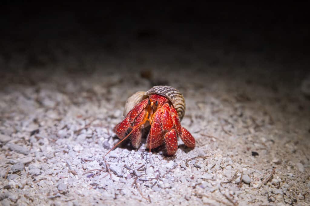 A strawberry hermit crab walking on the beach at night