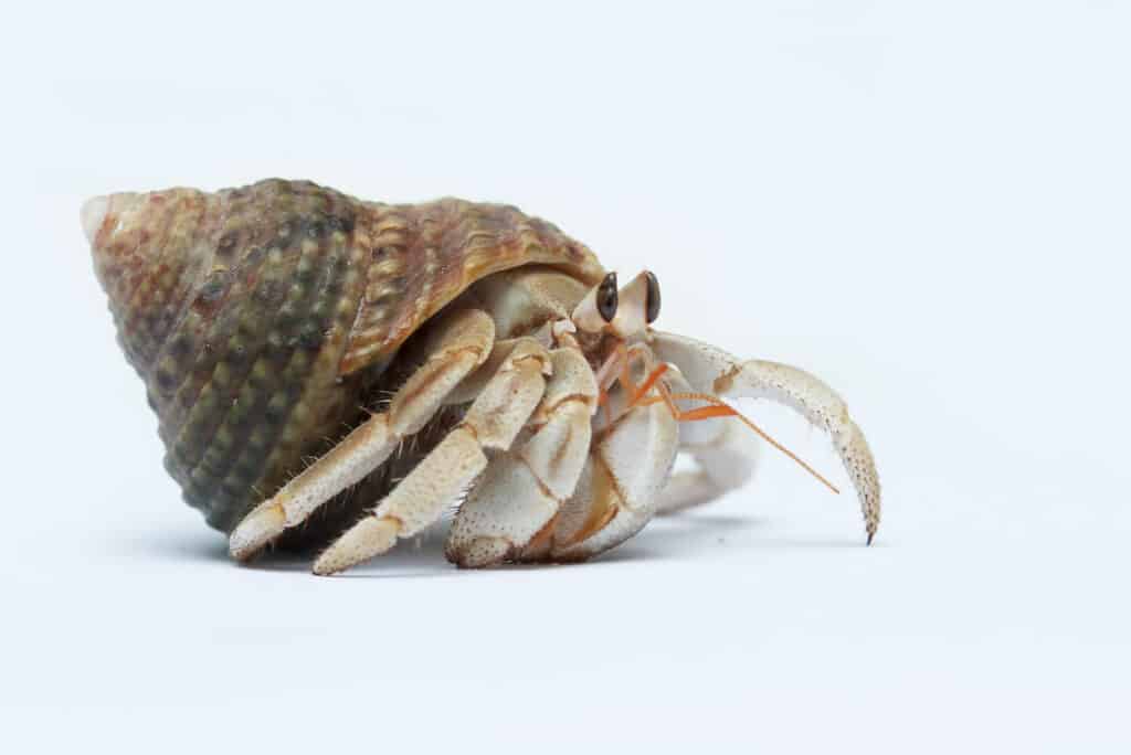 Hermit crab on white background in profile