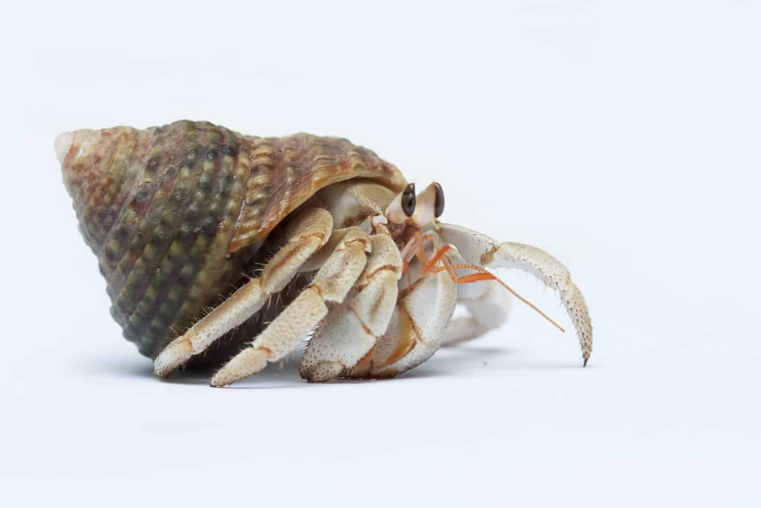 Hermit Crab - A-Z Animals