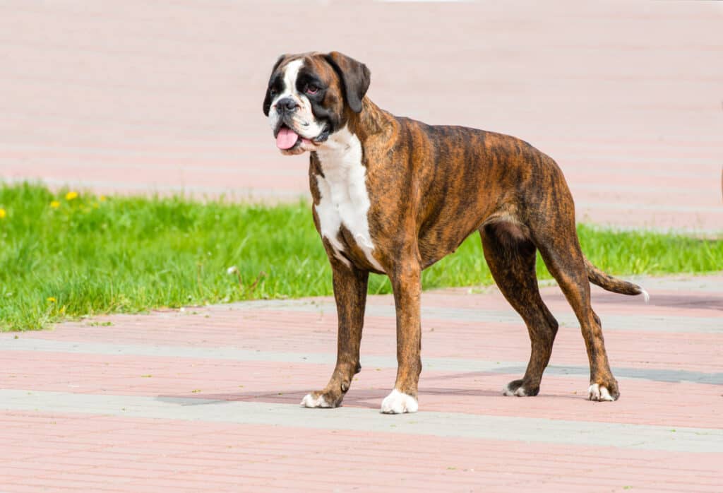 A brindle boxer standing on a concrete walkway