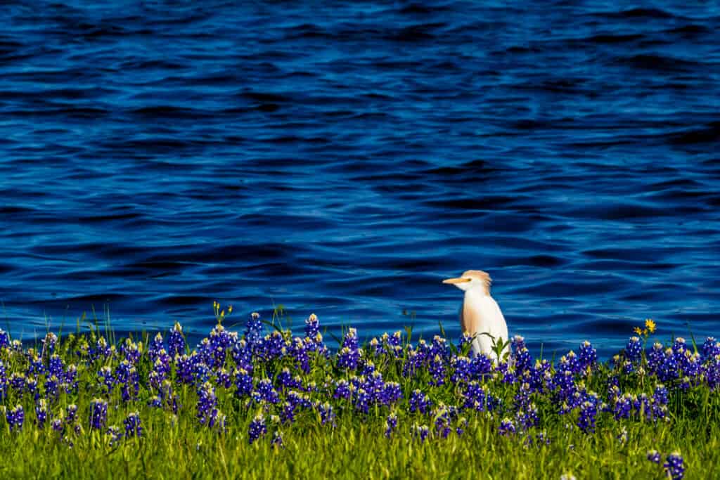 Cattle egret at Lake Travis