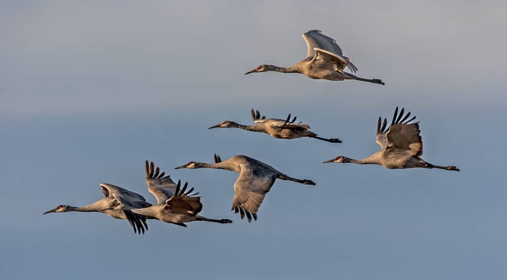 sandhill crane migration