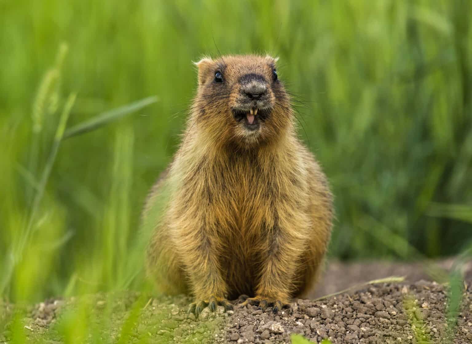 Groundhog Woodchuck Animal Facts Marmota Monax A Z Animals