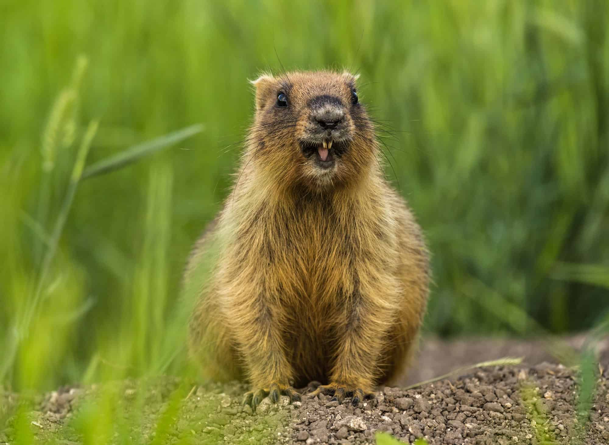 Cocky Groundhog Steals Farmer's Food and Flaunts It in Front of the Camera  - AZ Animals