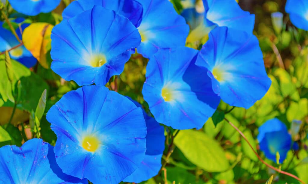 Ipomoea tricolor 'Heavenly Blue' Morning Glory Flower