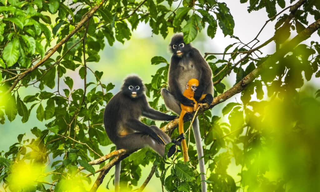 Dusky Leaf Monkey