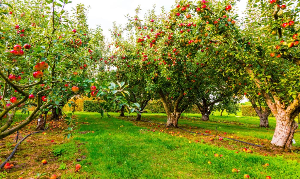 Apple tree