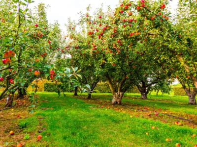 A 18 Fruit Trees Perfect for Zone 5