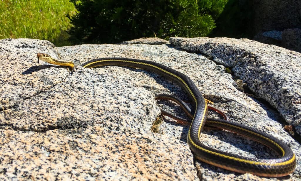 Striped Racer