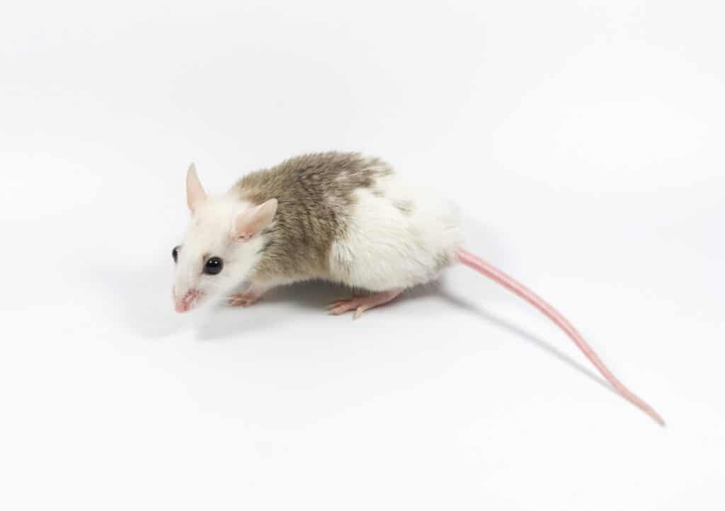 Beige and white African soft fur rat on white background