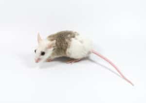 African Soft Fur Rats: Do They Make Good Pets? Picture
