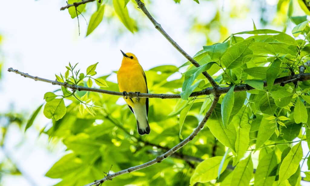 Prothonotary Warbler