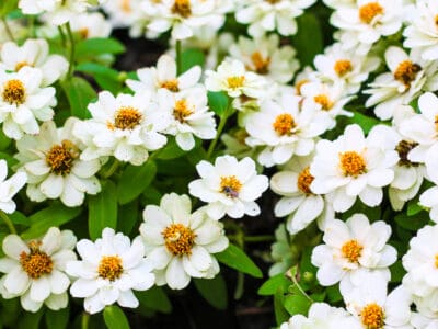A 6 White Perennial Flowers