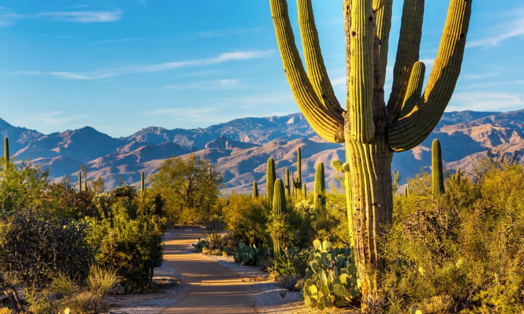 Saguaro National Park