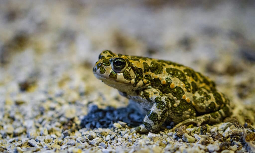 Green Toad