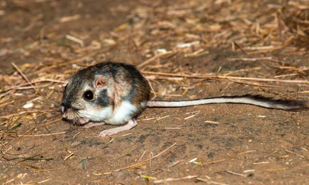 smallest mouse in the world