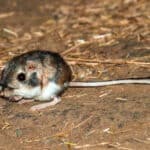 Kangaroo mice