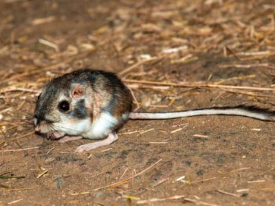 A Kangaroo Mouse