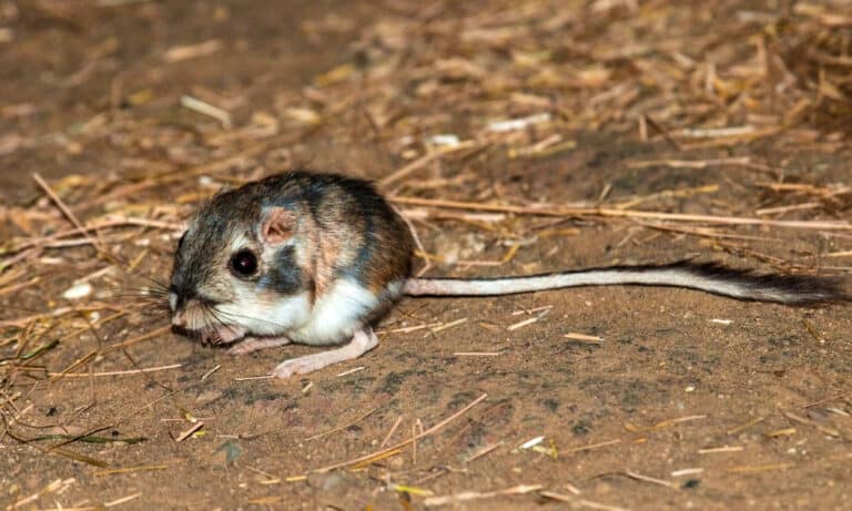 Kangaroo Mouse