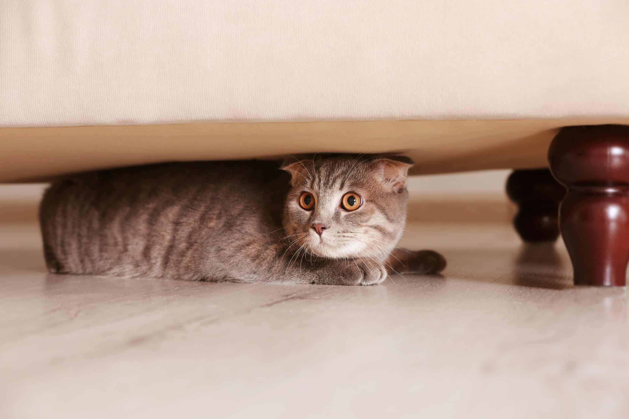 Keep hiding. Кот прячется. Кот под диваном. Кошка под кроватью. Кот прячется под кровать.