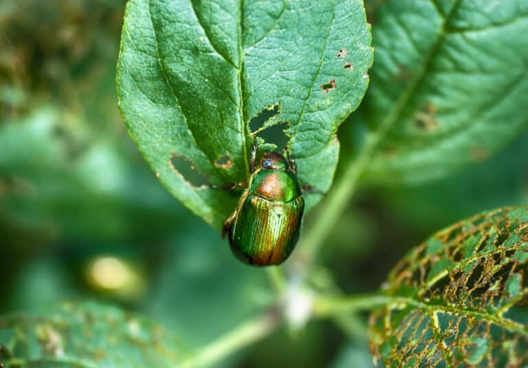 Green leaf scarab beetle
