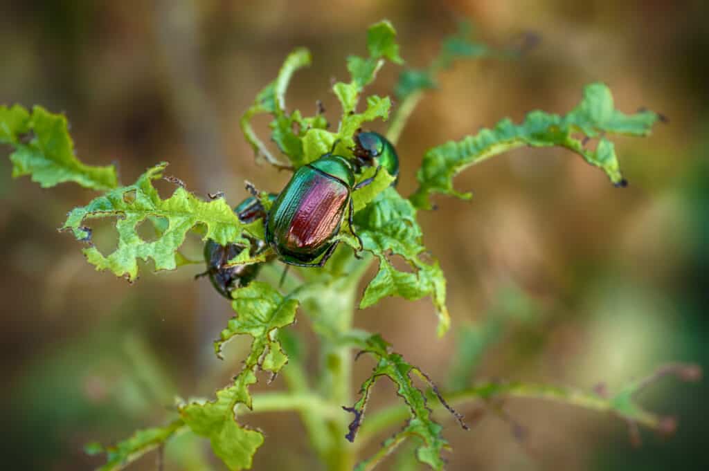 scarab beetle