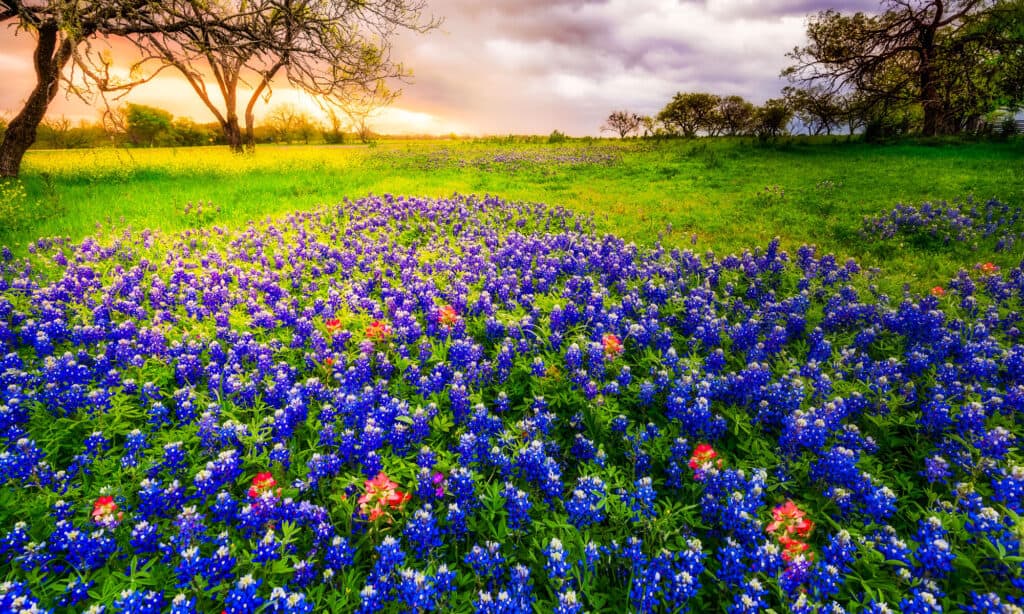 Bluebonnet