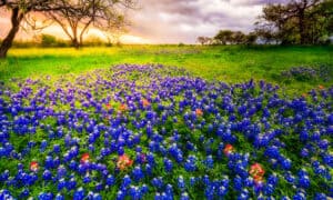 The 11 Best Places to See Bluebonnets in Texas (2024 Edition) Picture