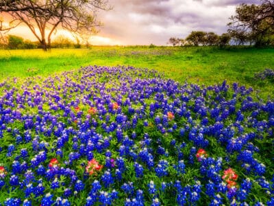 A Discover the Official State Flower of Texas (When It Blooms and Where to See It!)