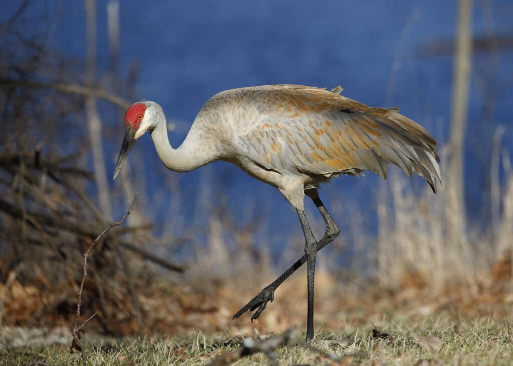 Sandhill cranes can travel up to 350 miles in one day