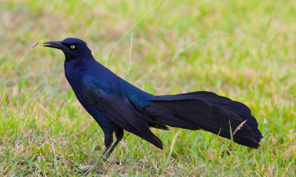 Great-tailed Grackle