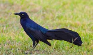 Different Types of Black Birds Picture