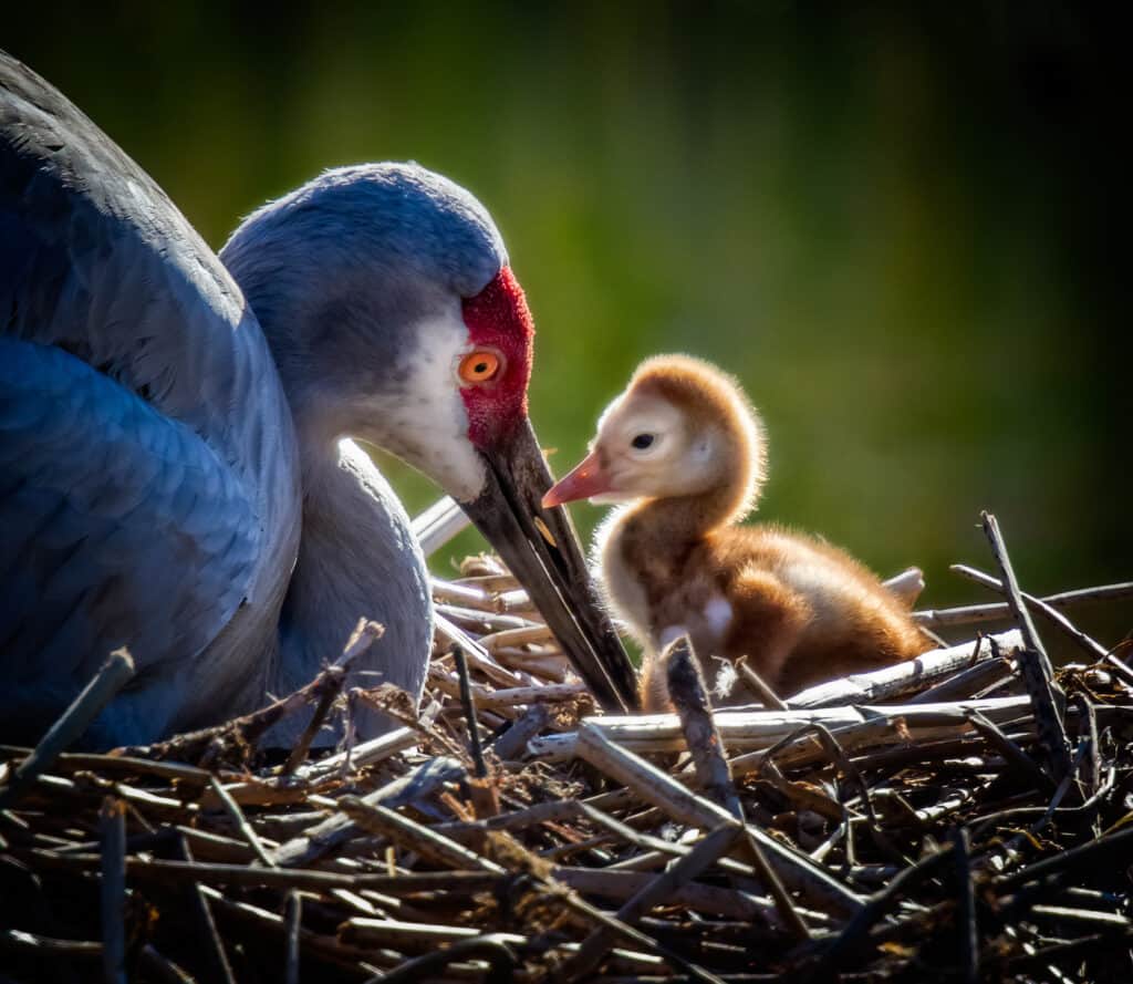 mother and baby sandhill crane