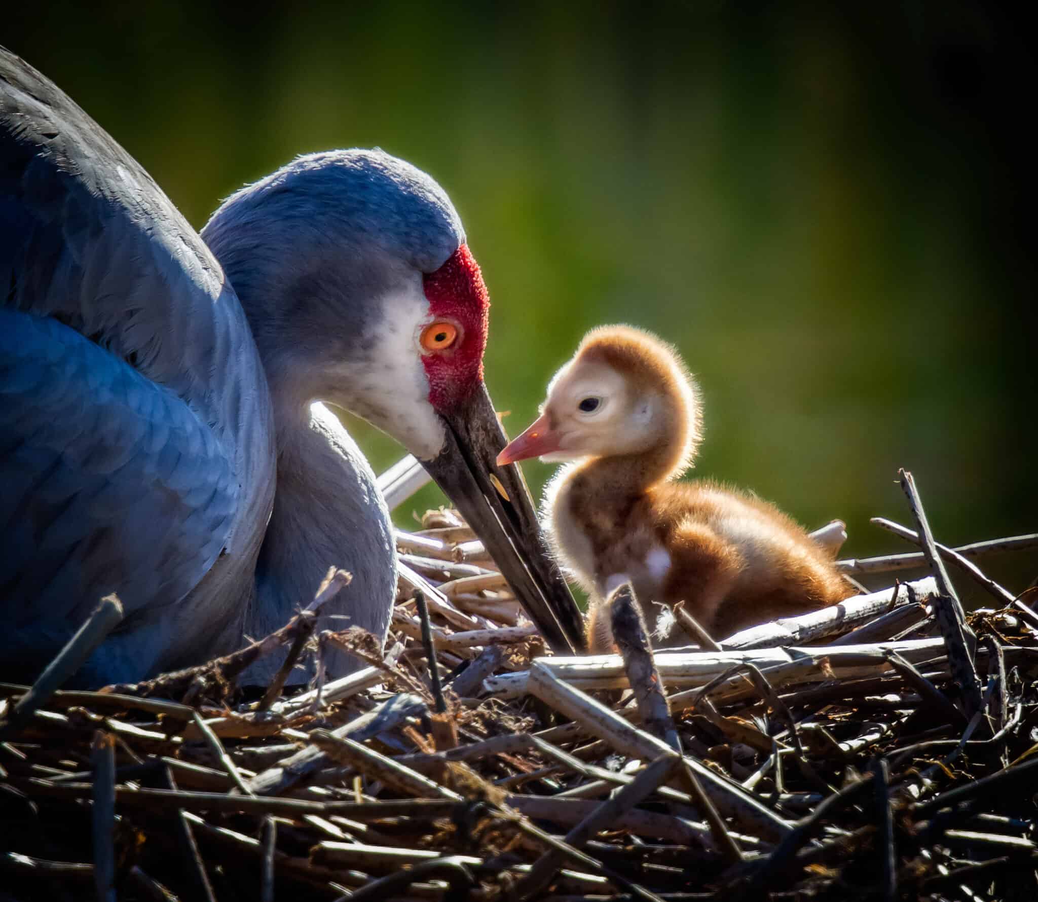 Where Do Sandhill Cranes Nest?