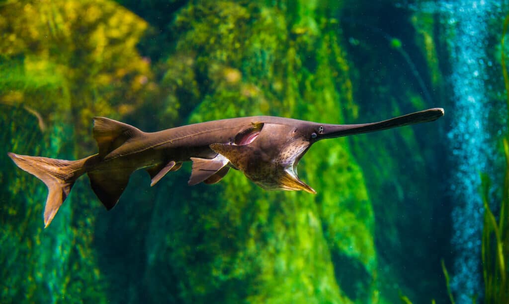 The Paddlefish (Polyodon spathula) is one of the largest animals in North Dakota.