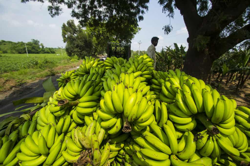 banana plantation