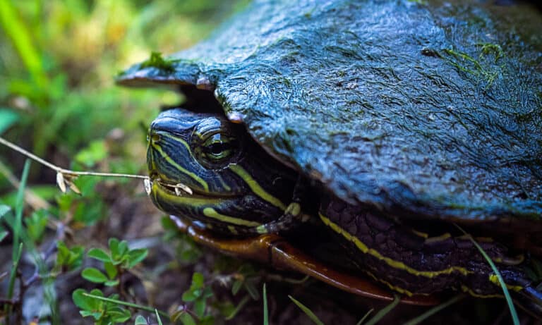 8 Amazing Turtles in Louisiana - A-Z Animals