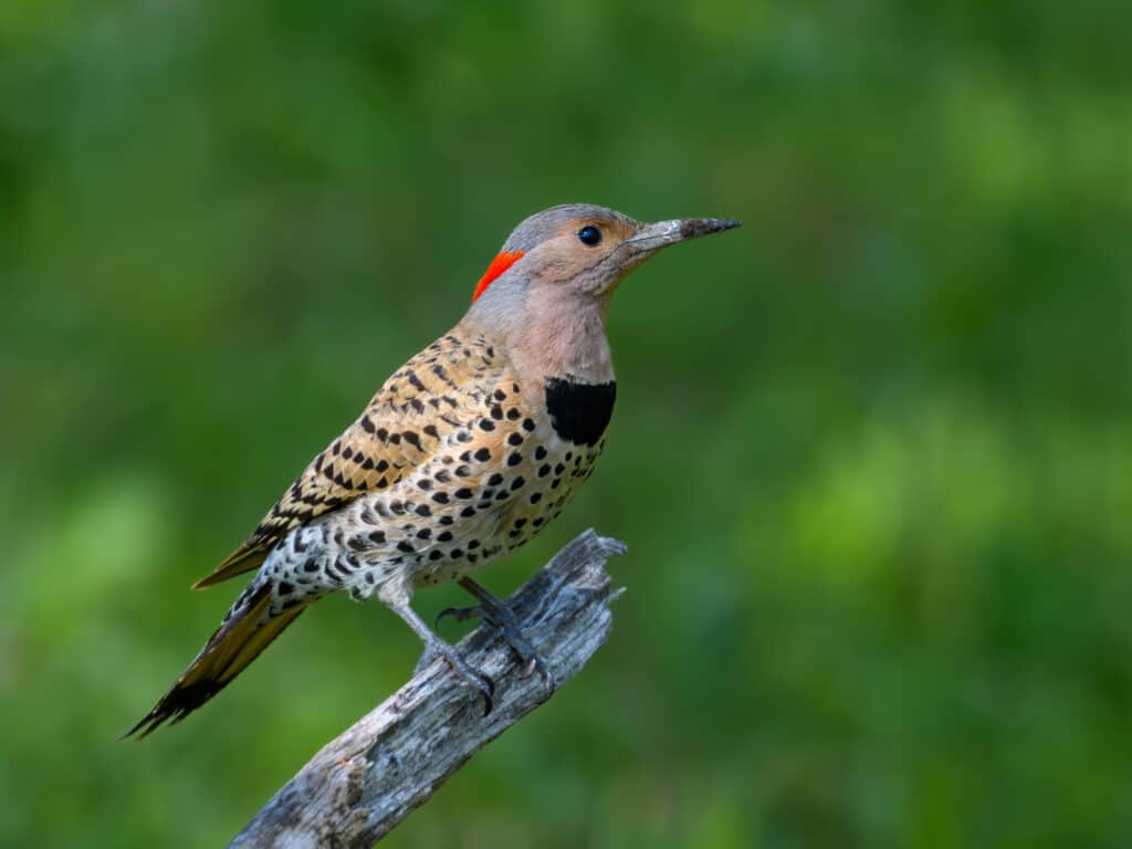 Northern Flicker