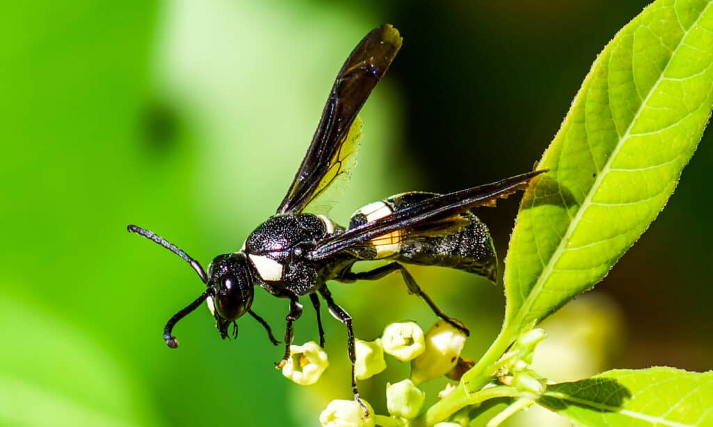 Mason Wasp