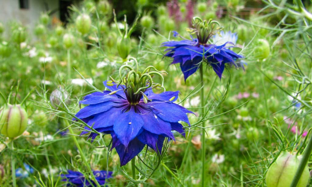 flowers to plant in august