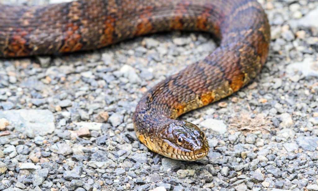 Northern water snake (nerodia sipedon) is common in Michigan lakes