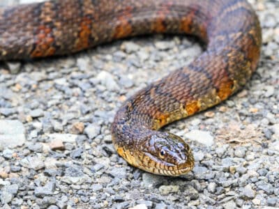 A 5 Snake-Infested Lakes in Pennsylvania