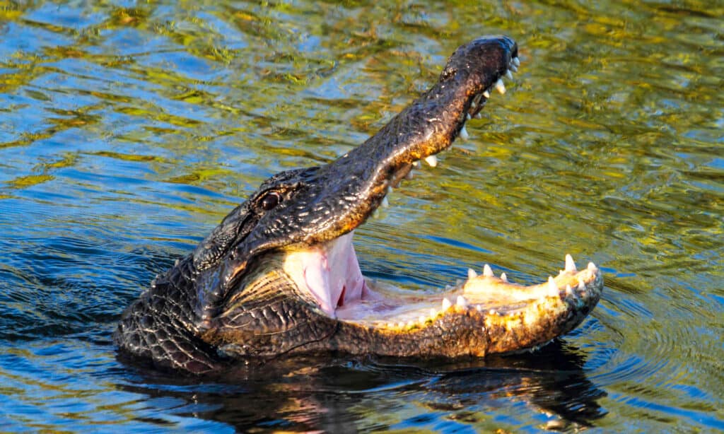 American alligators can be found in Texas lakes and rivers