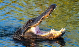 Watch This Alligator Overpower and Chow Down on a Massive Snake photo