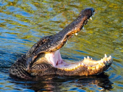 A Watch This Alligator Overpower and Chow Down on a Massive Snake